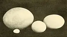 Comparison of an ostrich egg (centre) with that of the elephant bird Aepyornis (top left), a chicken (bottom left) and a moa (right)