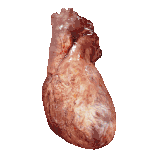 Animated Heart 3d Model Rendered in Computer