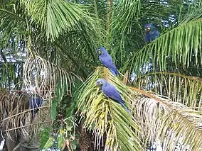 Hyacinth macaws in their natural habitat, the Pantanal, Brazil