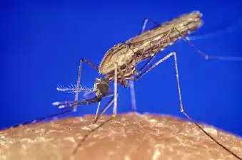 Anopheles gambiae female mosquito feeding.