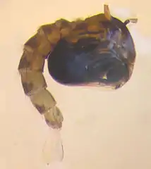 Obtect pupa of Anopheles