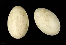 Two eggs, both white with slight brown stains