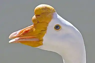 Image 11Chinese goose head at List of goose breedsMore selected pictures