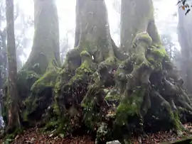 The buttressed roots of an Antarctic beech in Lamington National Park