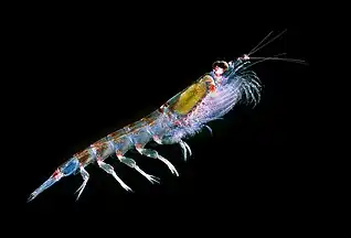 Image 79Antarctic krill (Euphausia superba) are a keystone species of the food web. (from Southern Ocean)