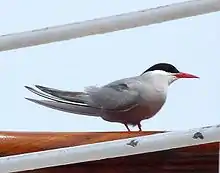 Antarctic tern in breeding plumage