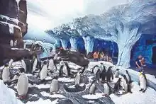 Penguins standing on a rocky shelf