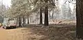 A deer grazes in the burn zone near Tennant on August 8, 2021.