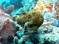 Painted frogfish, A. pictus