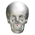 Skull. Anterior view. Anterior nasal spine shown in red.