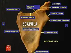 Costal surface of left scapula. Suprascapular notch labeled at top center.