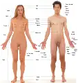 Labels of human body features displayed on images of actual human bodies, from which body hair and male facial hair has been removed.