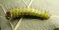 Second-instar caterpillar