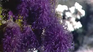 Anthothela grandiflora, an anthothelid