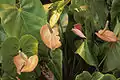 Anthurium andraeanum