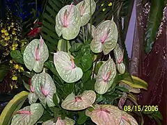 Flamingo lily - Anthurium andraeanum