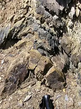 Anticline with well-developed axial planar cleavage. Carboniferous sand-shale sequence above Tudes, SE of Potes, Cantabria, Spain