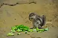 Antelope squirrel in Darwineum