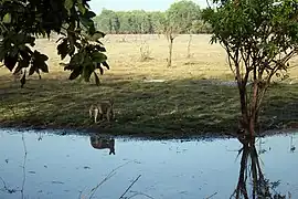 Agile wallaby in grassland at Kakadu National Park