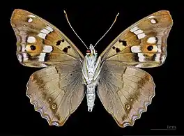 Apatura ilia ilia f. clytie, male ventral