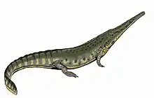 Aphaneramma, a trematosaurid