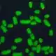 Green microscope image of chromosomes