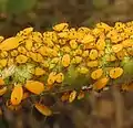 Colony on Asclepias syriaca (common milkweed)
