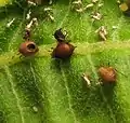 Mummified aphids, parasitized by Aphidiinae wasp, probably Lysiphlebus