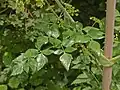 Leaves of Peucedanum verticillare