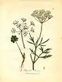 Anise (Pimpinella anisum)  from Woodville (1793)