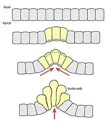 apical constriction of bottle cells initiates invagination.