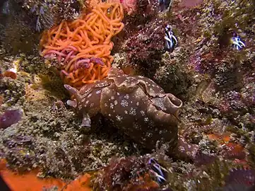 Dwarf sea hare with its egg ribbon
