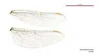 Female Apocordulia macrops wings