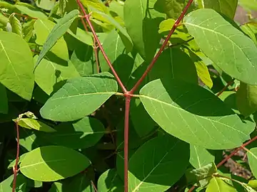 Leaves of Apocynum androsaemifolium