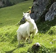 a hornless goat with a long white coat