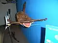 Museum of Rhodes Aquarium, smooth hammerhead shark
