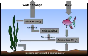 Drawing showing cross-section of the ocean. The bottom is labeled "Decomposing plant & animal matter". An arrow points from seaweed to the bottom. Another arrow points to a rectangle labeled Ammonium (NH+4). A two-headed arrow is labeled Nitrosomonas and points back to the seaweed and also to another rectangle labeled Nitrites (NO−2). Another arrow labeled Nitrospira points to another rectangle labeled Nitrates (NO−3). Another arrow points back to the seaweed. Another arrow points to the air above the ocean surface and is labeled Water change. Another arrow, labeled Food points from the air to a fish below the surface. A final arrow points to the rectangle labeled Ammonium (NH+4).