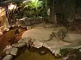 Crocodiles in the tropical aquarium