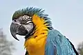 A blue-and-yellow macaw during the flying demonstration