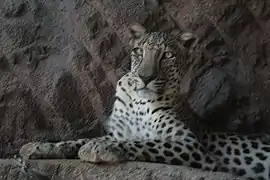 The leopard is among the endangered species kept at Al Hefaiyah Conservation Centre at Kalba, Emirate of Sharjah