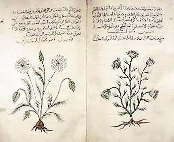 Cumin and dill from an Arabic book of simples (c. 1334) after Dioscorides (British Museum)