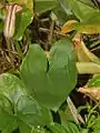 Leaf of Arisarum vulgare