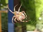 Garden spider, taken with FinePix A345