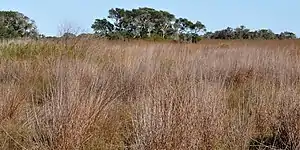 Aransas National Wildlife Refuge, Aransas County, Texas, USA (27 November 2011).