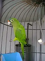 Pet orange-fronted parakeet