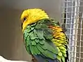 Jenday conure