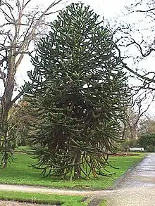 Monkey puzzle trees are popularly grown as ornamental trees.