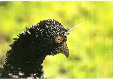 The arauco is the region's bird