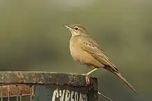 Long-billed Pipit in Aravalli Biodiversity Park, Gurgaon, India