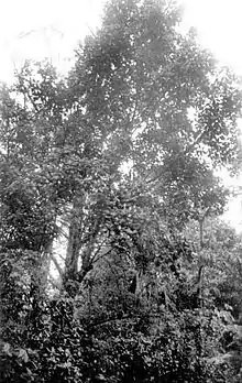 Jagüilla(Magnolia portoricensis)
